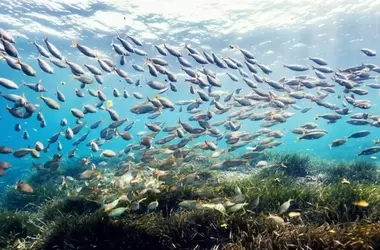 La ONU Debate el Futuro de la Protección Oceánica Global