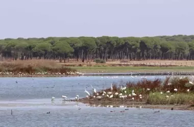Urgencia Hídrica en Doñana: La Vital Recuperación del Río Guadiamar