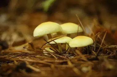 Castilla y León impulsa el desarrollo rural con el nuevo Parque Micológico de Velilla del Río Carrión