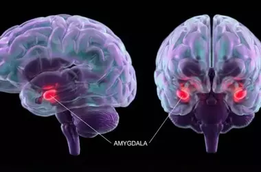 Smartphone Overuse Linked to Brain Changes Affecting Emotion Regulation