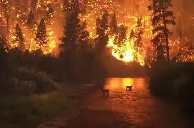 Europa: Incendios forestales extremos revelan una vulnerabilidad sin precedentes en 2025