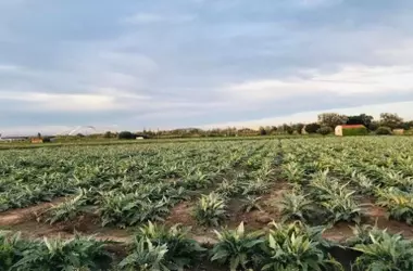 Reducción Drástica del Suelo Agrícola en Barcelona