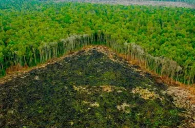 ONGs instan a la UE a incluir el cuero en la legislación contra la deforestación para detener el impacto global de la ganadería