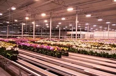 Opti-flor revolutioniert Orchideenanbau mit WPS Vollautomatisierung