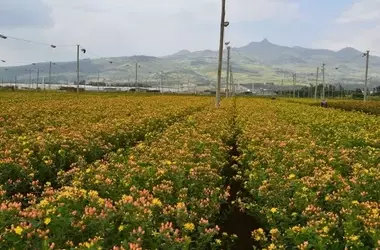 Investitionen in Äthiopien: Chancen und Herausforderungen für ausländische Unternehmen