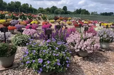 Neue Videos präsentieren die besten Pflanzenvarianten der Michigan Trial Gardens für 2025
