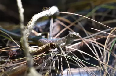 La Invasión Silenciosa: Cómo una Serpiente Transformó Guam en un Bosque sin Aves y Desató un Desastre Ecológico