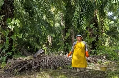 La Deforestación en Indonesia Alcanza un Aumento del 66% en 2025 Impulsada por el Aceite de Palma y la Política Alimentaria
