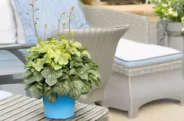 Terra Novas 'Sea Glass' Heuchera: Ein leuchtendes Gartenhighlight