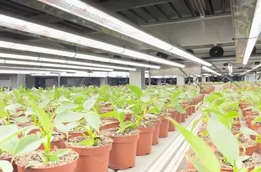 Fischer Farms erweitert das New Eden Sortiment um nachhaltige Zimmerpflanzen