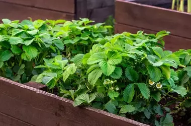 Erdbeerkultivierung im Hochbeet: Süße Früchte auf engem Raum ernten