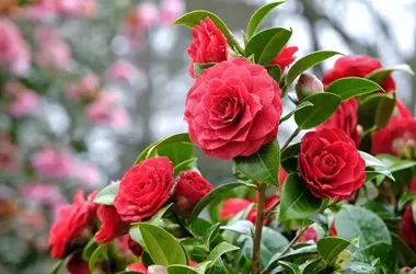 Kamelien richtig platzieren: Drinnen oder Draußen?