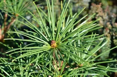 Japanische Schirmtanne: Pflegetipps für kompaktes Wachstum