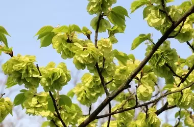 Goldulmen pflegen: Schnitttechniken für einen prächtigen Baum