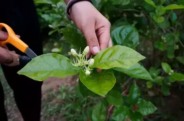 Winterjasmin: Schnitttechniken für eine üppige Blüte