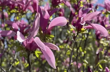 Geheimnisse der Magnolienbl￼te: Ursachen und L￶sungen für ausbleibende Pracht