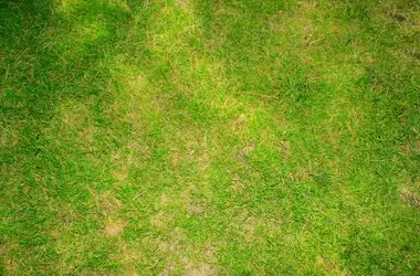 Warum Ihr Neuer Rasen Gelb Wird und Wie Sie Ihn Retten Können