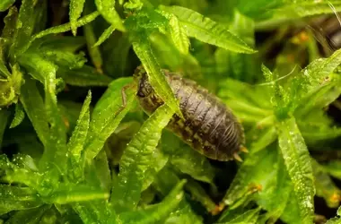 Kellerasseln im Gewächshaus: Effektive Strategien zur Bekämpfung und Vorbeugung