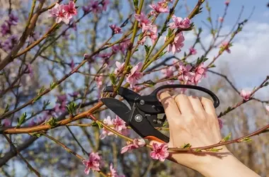 Verj￼ngung des Pfirsichbaums: Ein Leitfaden zum gezielten R￼ckschnitt für reiche Ernte