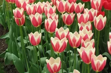 Kanadische Legion ehrt ihr hundertjähriges Bestehen mit einer speziellen Tulpe