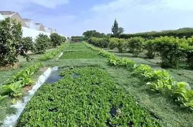 Florensis Makeda plc: Ein natürliches Klärsystem für nachhaltiges Wassermanagement in Äthiopien