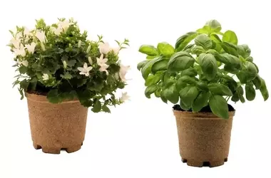 Jiffy Pot R3: Eine bahnbrechende faserbasierte Pflanzschale für umweltbewusste Kultivateure