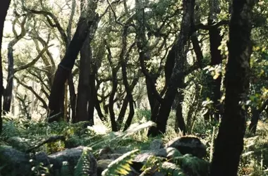 EcoSentinel: El Futuro de la Protección Forestal con Sensores Naturales en Europa