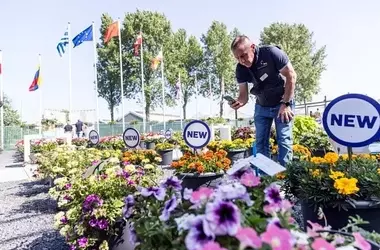 FlowerTrials® 2024: Innovationen und Einblicke in die Zierpflanzenzucht