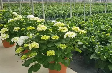 Almerías Blütenpflanzensaison: Später Beginn und Exportorientierung