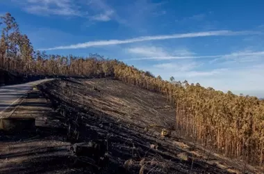 Ecologistas de Asturias Instan a Prohibir el Pastoreo Post-Incendios para Desincentivar Fuegos Provocados
