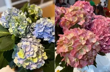 Könst und Mansuino Breeding vertiefen die weltweite Einführung der Azzurra® Hortensiengenetiken