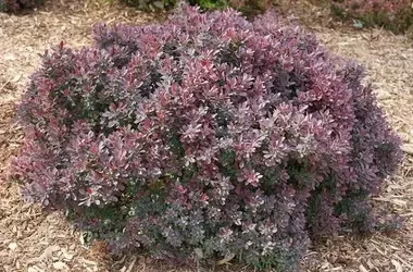 Zwei Berberitzen-Sorten von Proven Winners erhalten Befreiung von Pflanzbeschränkungen in Pennsylvania