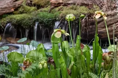 Gartentrends 2026: Ein Blick in die Zukunft der amerikanischen Gartenkunst