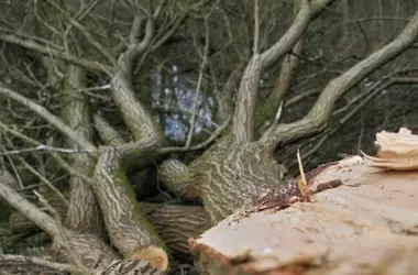 La tala de árboles en el Canal de Castilla desata una fuerte alarma ecologista
