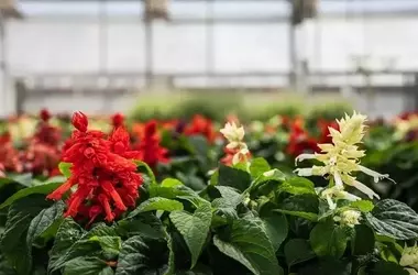 Bundesinvestition treibt Pflanzenforschung an der Universität von New Hampshire voran