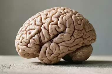 Beyond the Five: Unveiling the Myriad Dimensions of Human Sensation