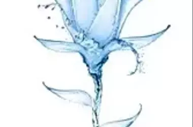 Bedeutung der Wasserqualität in der Gewächshausproduktion für Pflanzengesundheit und Systemleistung