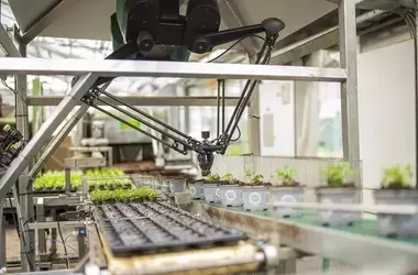 Rosa Danica revolutioniert die Pflanzenproduktion mit Kollaborationsrobotern