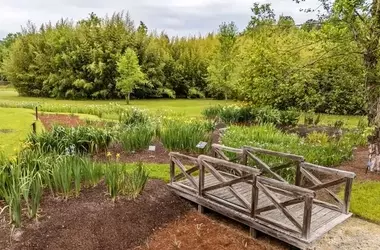 Die alljährliche Irisblüte in den Küstenbotanischen Gärten Georgias