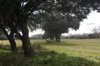 Críticas por la Apertura de Pistas Forestales: Amenaza a los Encinares en La Rioja