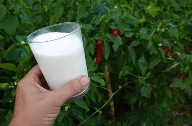 Milch als natürliches Mittel gegen Blattläuse: Eine wirksame Strategie für den Garten?