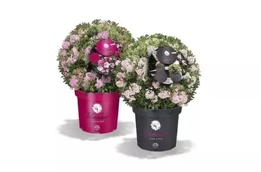 Inkarho feiert ein Vierteljahrhundert Innovation und Wachstum bei kalktoleranten Rhododendren