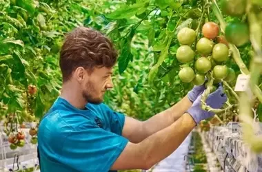 Autonome Gewächshauskontrolle: KI revolutioniert den Gartenbau