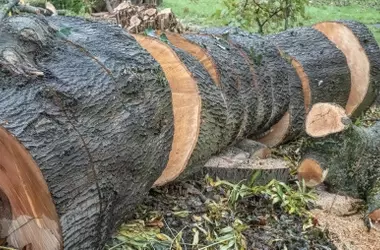 Debate sobre el Acuerdo UE-Mercosur: Impacto Ambiental y Comercial