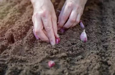 Knoblauch pflanzen: Eine umfassende Anleitung für den Heimgarten