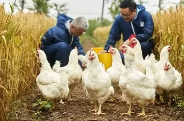 Malattia di Marek: Protezione e Prevenzione nell'Allevamento Avicolo