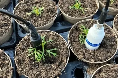 Drahtlose Sensortechnologie revolutioniert den torffreien Zierpflanzenanbau