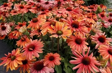 Terra Nova präsentiert neue Echinacea 'Monarch'-Sorte