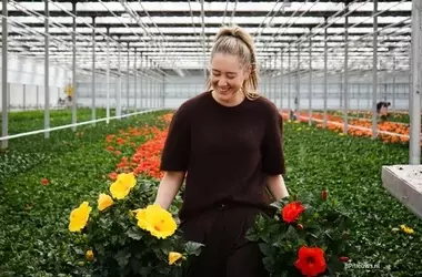 Lionplant erweitert Anbau um Topfhibiskus durch Groenhof-Übernahme