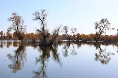 El Gran Cinturón Verde de China: Un Esfuerzo de Reforestación con Resultados Agrodulces